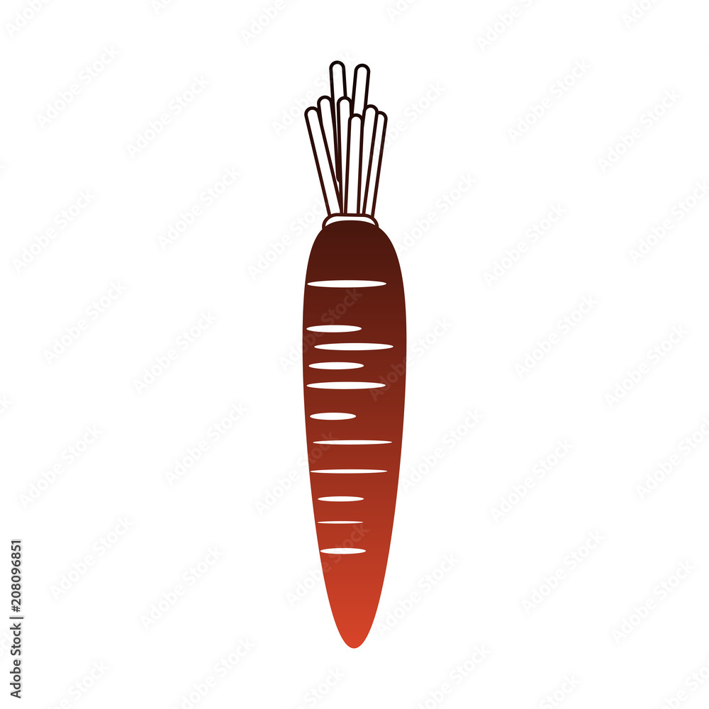 Carrot fresh vegetable isolated vector illustration graphic design Carrot fresh vegetable isolated vector illustration graphic design