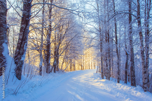 Obraz zaśnieżona leśna droga w okolicach Sotkamo, Finlandia
