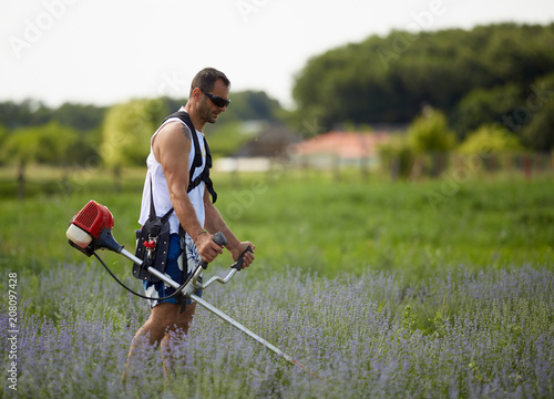 Man mowing among lavender rows