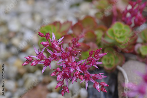 Bodendecker im Steingarten ( Sedum spurium ) photo