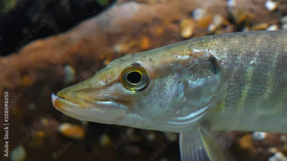 Close up of head of pike fish swimming slowly Close up of head of pike fish swimming slowly