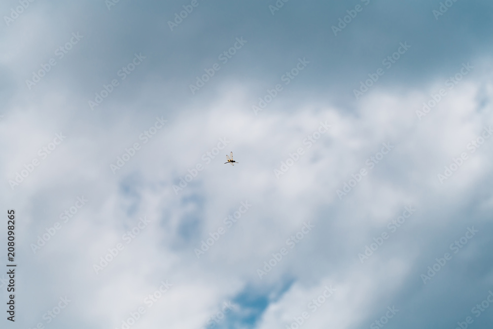 sky, blue, clouds, flying, bird, cloud, fly, airplane, plane, sun, nature, flight, sunset, birds, seagull, air, aircraft, white, freedom, travel, wing, silhouette, wings, day, summer sky, blue, clouds, flying, bird, cloud, fly, airplane, plane, sun, nature, flight, sunset, birds, seagull, air, aircraft, white, freedom, travel, wing, silhouette, wings, day, summer