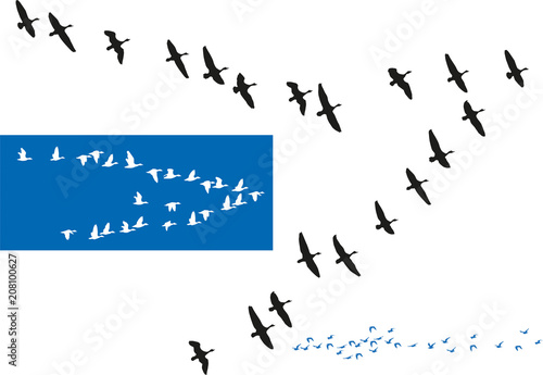 Oiseaux - Vols de migrateurs