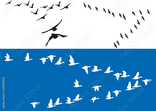 Oiseaux - Vols de migrateurs