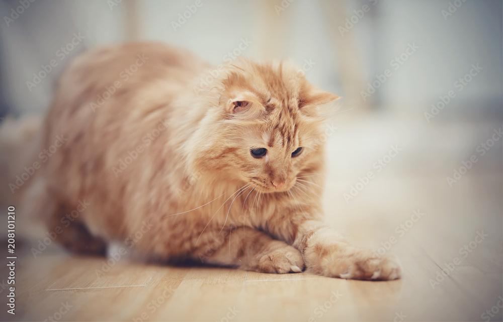 Obraz premium The striped red cat plays on a floor.