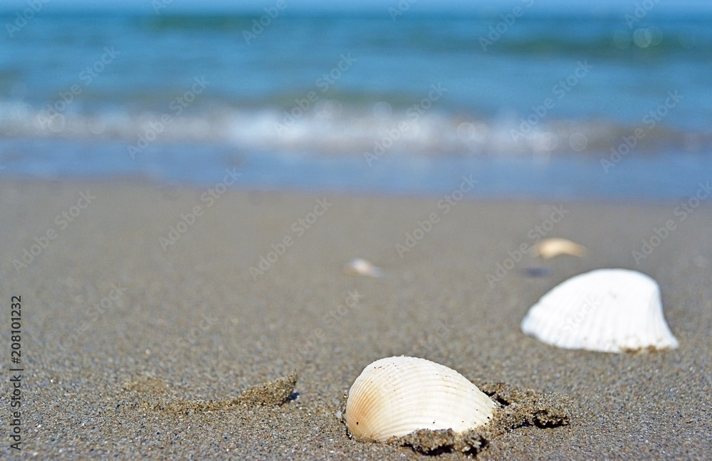 Sea and seashells. A lot of empty shells on the beach, close-up view. Sea and seashells. A lot of empty shells on the beach, close-up view.