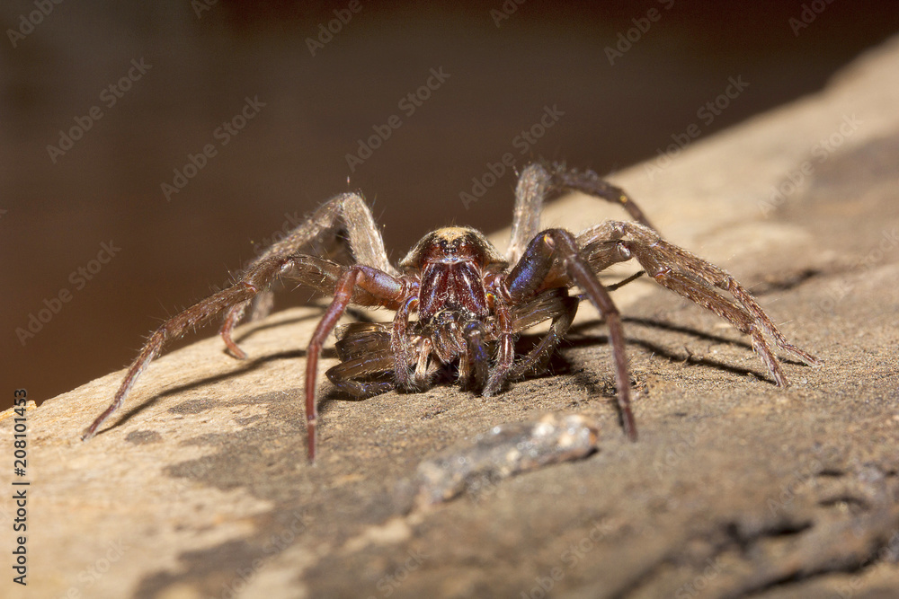 Wolf spider, Lycosidae, Madhya Pradesh