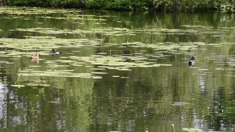 Ducks swimming in a pond at Drottningholm outside Stockholm Ducks swimming in a pond at Drottningholm outside Stockholm