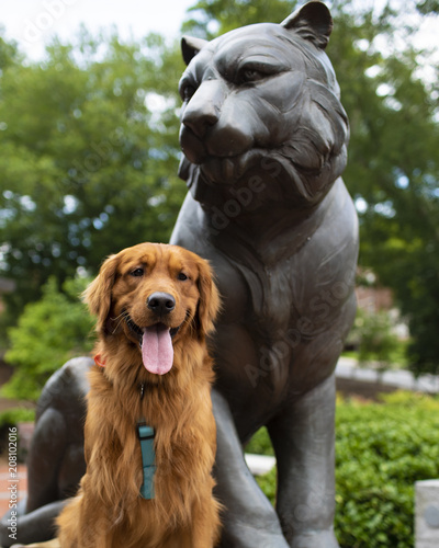 Golden Retriever at Clemson  photo