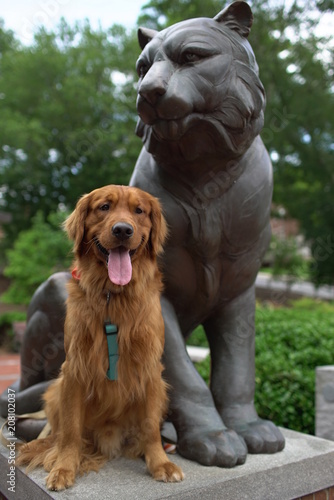 Golden Retriever at Clemson  photo