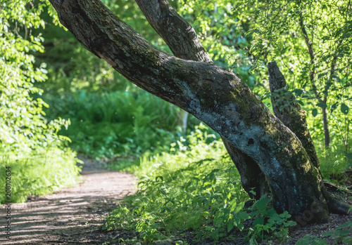 summer forest path