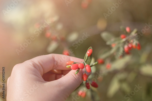 Ripe Goji berries plant branch. Lycium barbarum photo