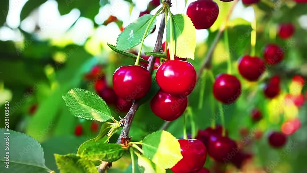 Cherry Tree, Ripe cherries ready for picking in Slow Motion Cherry Tree, Ripe cherries ready for picking in Slow Motion