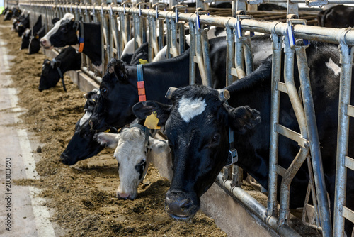 Modern farm cowshed with milking cows eating hay.