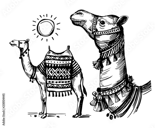Sketch of camel