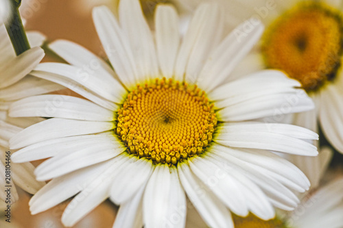 Chamomile or camomile spring flower macro photo