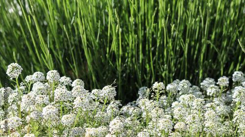 Białe kwiaty na tle traw