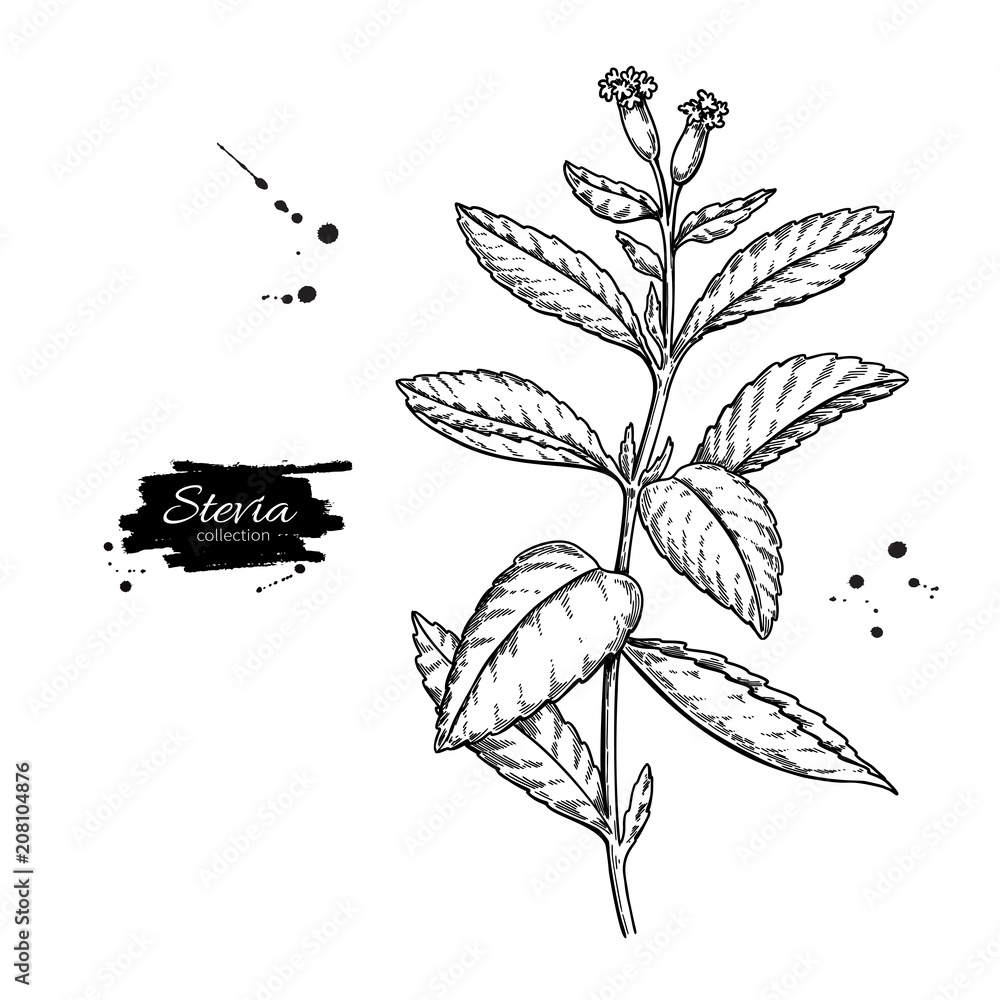 Stevia flower vector drawing. Herbal sketch of sweetener sugar substitute. Vintage engraved illustration Stevia flower vector drawing. Herbal sketch of sweetener sugar substitute. Vintage engraved illustration