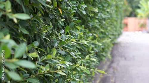motion footage tree  in a garden and deep of field