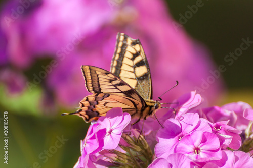 Butterfly (Papilio machaon) is sitting on pink phlox flower.