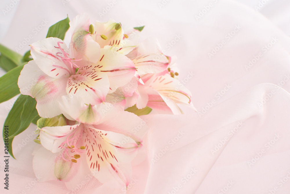 ピンクのアルストロメリアの花 Stock 写真 Adobe Stock