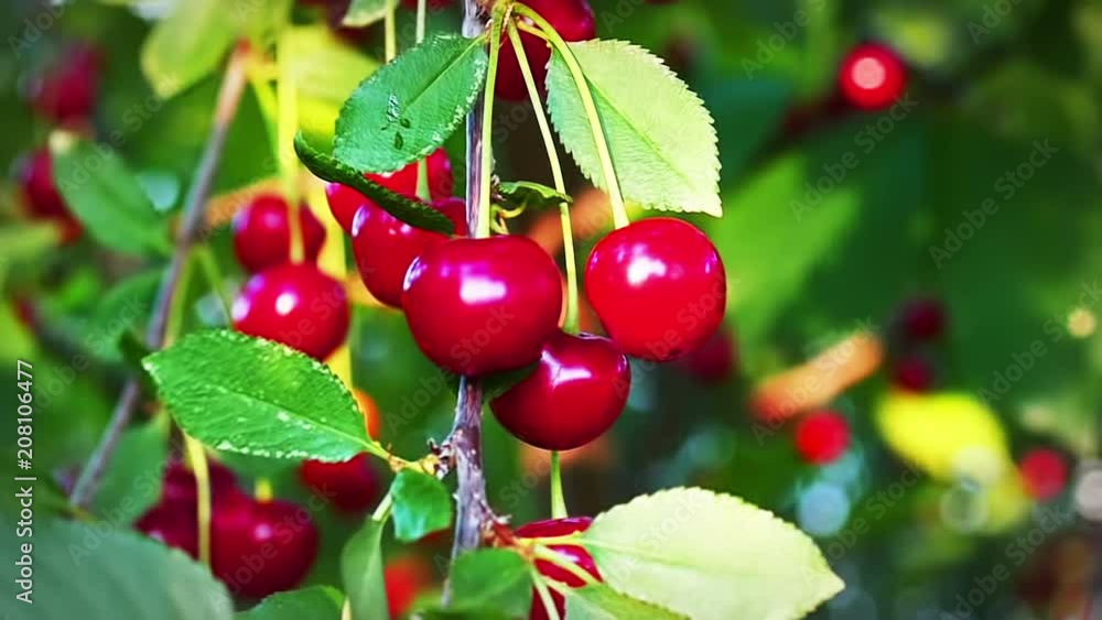 Cherry  Tree,  Ripe cherries ready for picking  in Slow Motion