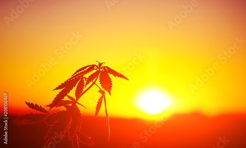 Silhouette cannabis, marijuana in sunlight on beautiful background in warm shades of setting sun