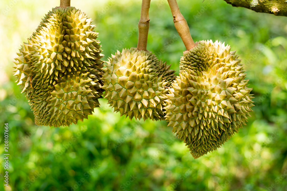 fresh Volcano Durian sisaket thailand on tree fresh Volcano Durian sisaket thailand on tree