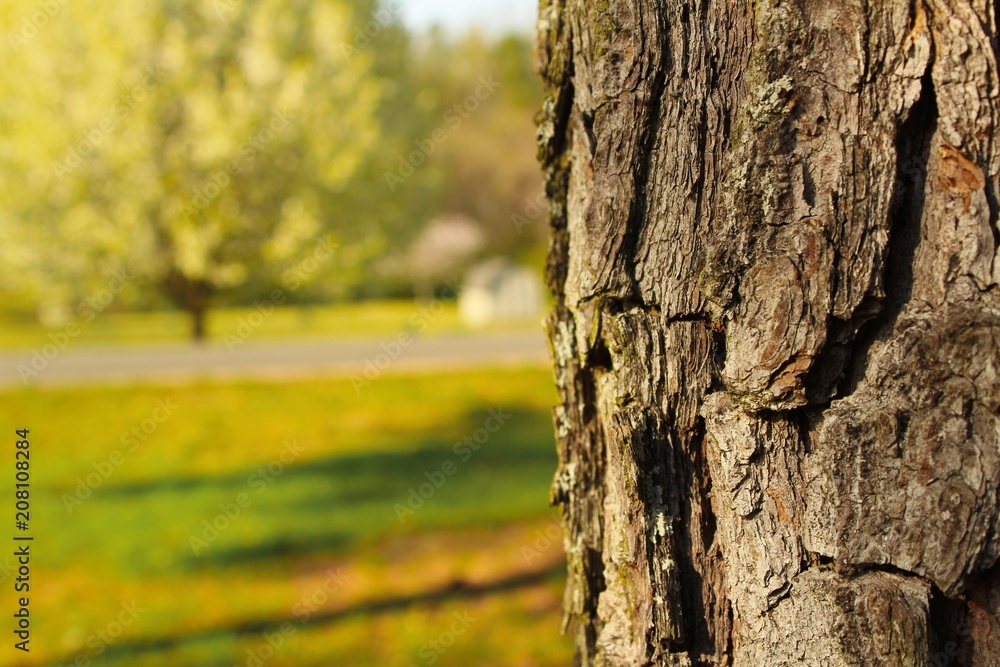 Fototapeta premium Bark and Green