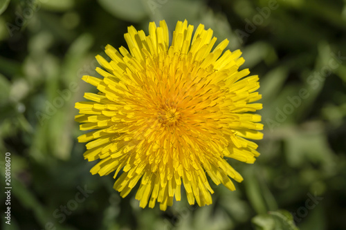 Fototapeta Naklejka Na Ścianę i Meble -  Dandelion, taraxacum officinale. Wild yellow flower in nature, close up, top view