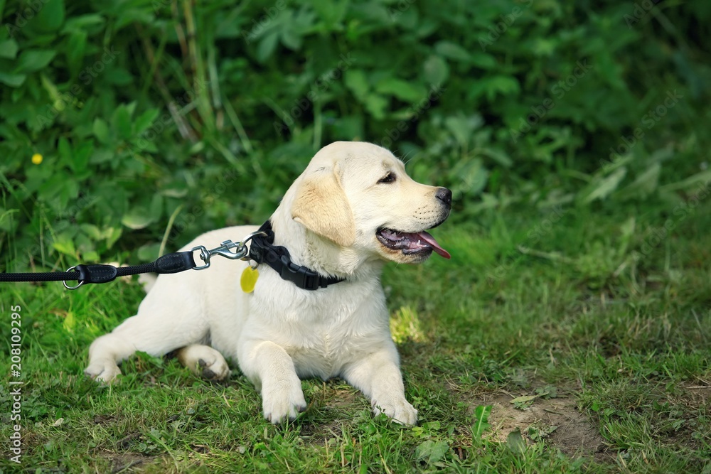 Portrait of tired cute adorable puppy of young golden labrador retriever on leash, lying on grass in a park in a shadow, having a rest, sunny day, green background