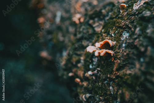 Mushrooms on the bark of a trunk © zaizev