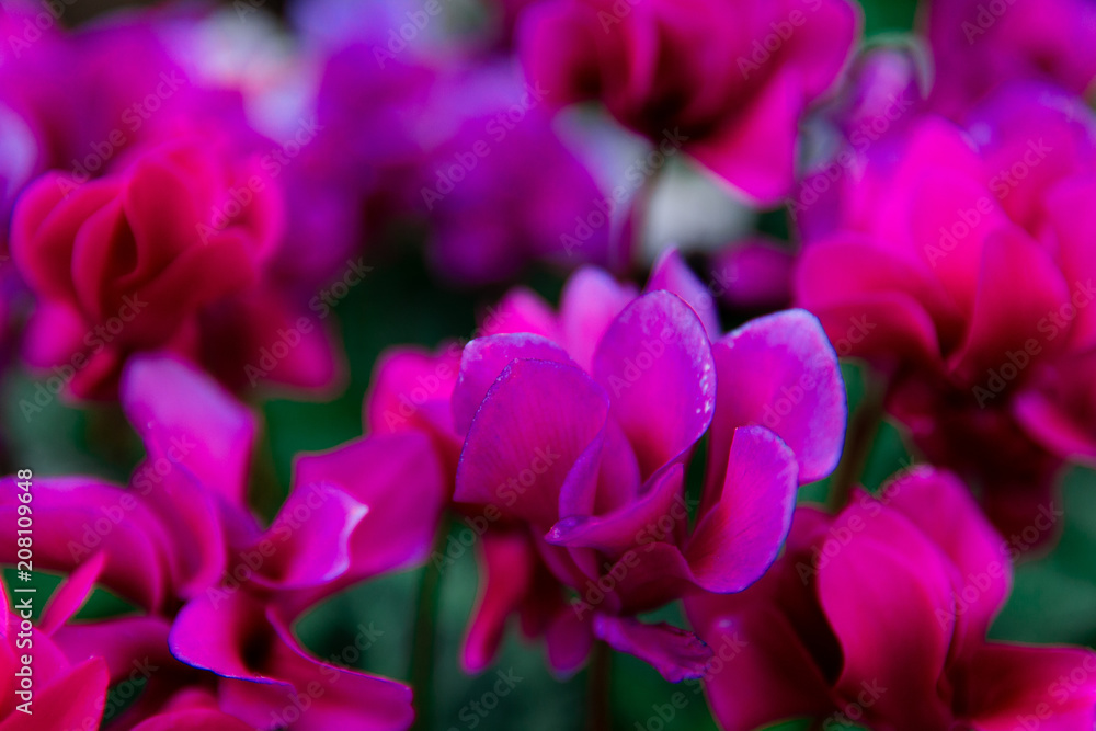 Purplish flowers