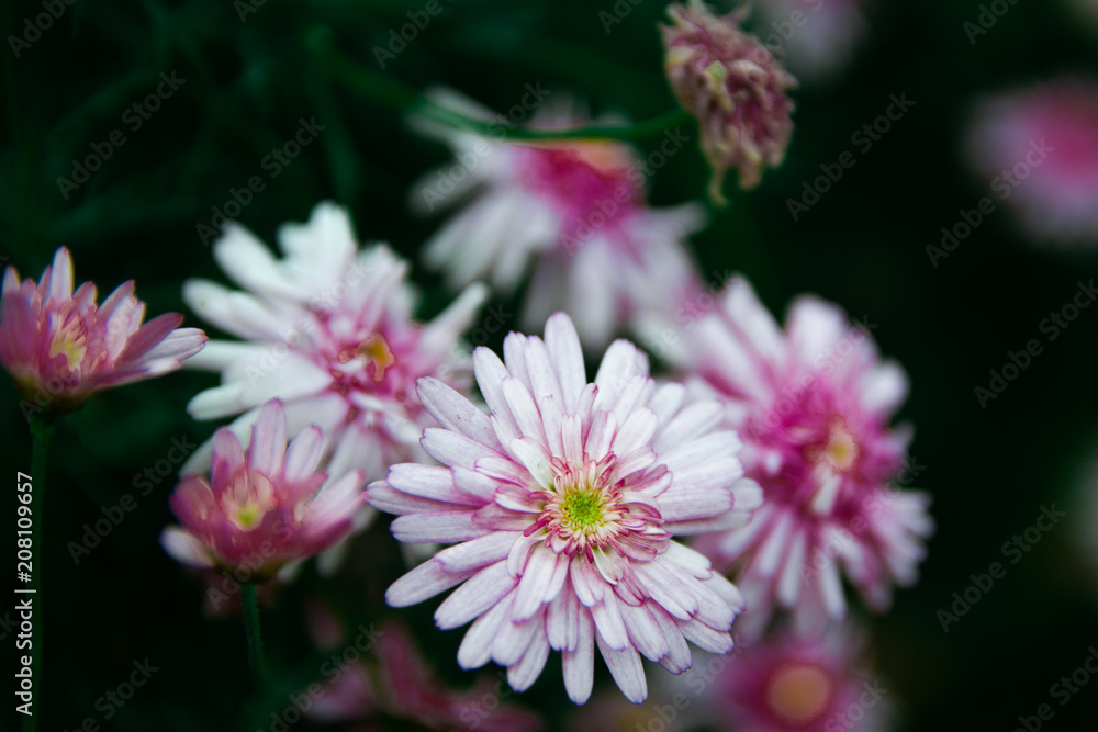 White flowers with red details White flowers with red details