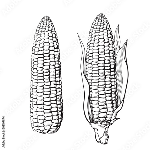 Sketch of two corn cobs