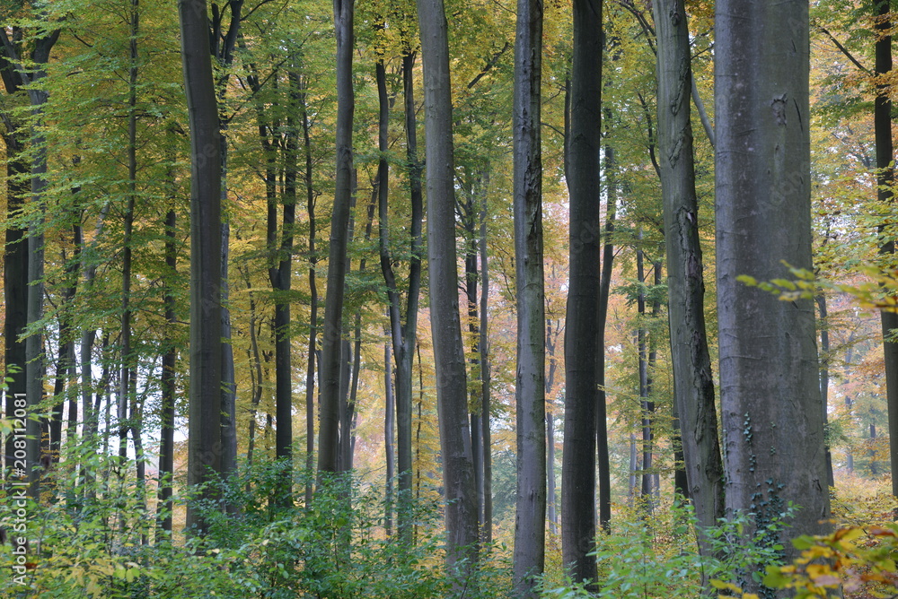Fototapeta premium Herbstwald