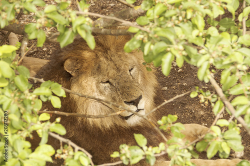 The head of a Lion that dozes quietly under the branches of a tree.Safari park.