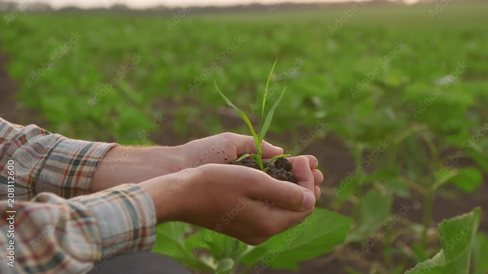 Man Hands Holding a Little Green Sprout Man Hands Holding a Little Green Sprout