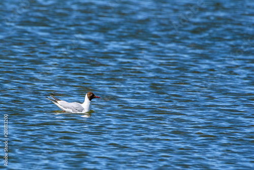 a lonely gull floating on the water