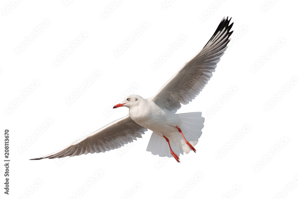 Obraz premium Mewa latająca na białym tle na białym tle - ścieżki przycinające