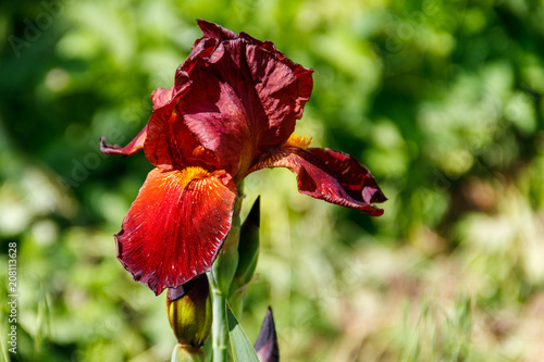 Fototapeta Naklejka Na Ścianę i Meble -  Beautiful iris flower on flowerbed in garden