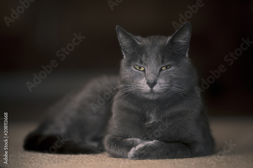 Chat gris en intérieur  photo