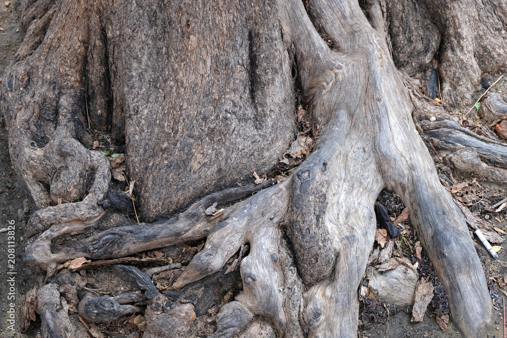 close up root tree