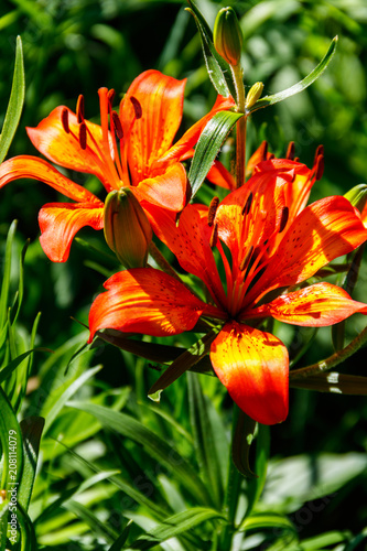 Beautiful orange lily on flowerbed in the garden