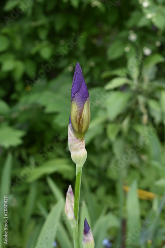 beautiful bud purple iris close-up on soft blurred green leaf and grass background