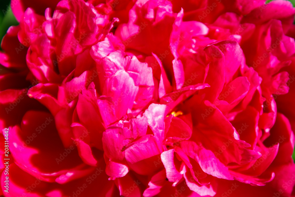 Close-up of beautiful pink peony flower