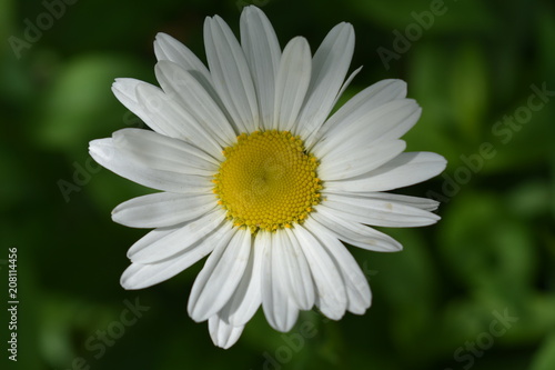 beautiful white chamomile flower close-up on soft blurred green leaf and grass background