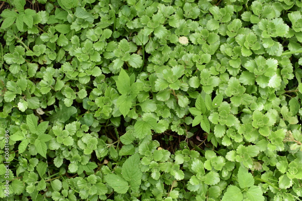 beautiful decorative plant close-up with green leaves, background for text beautiful decorative plant close-up with green leaves, background for text