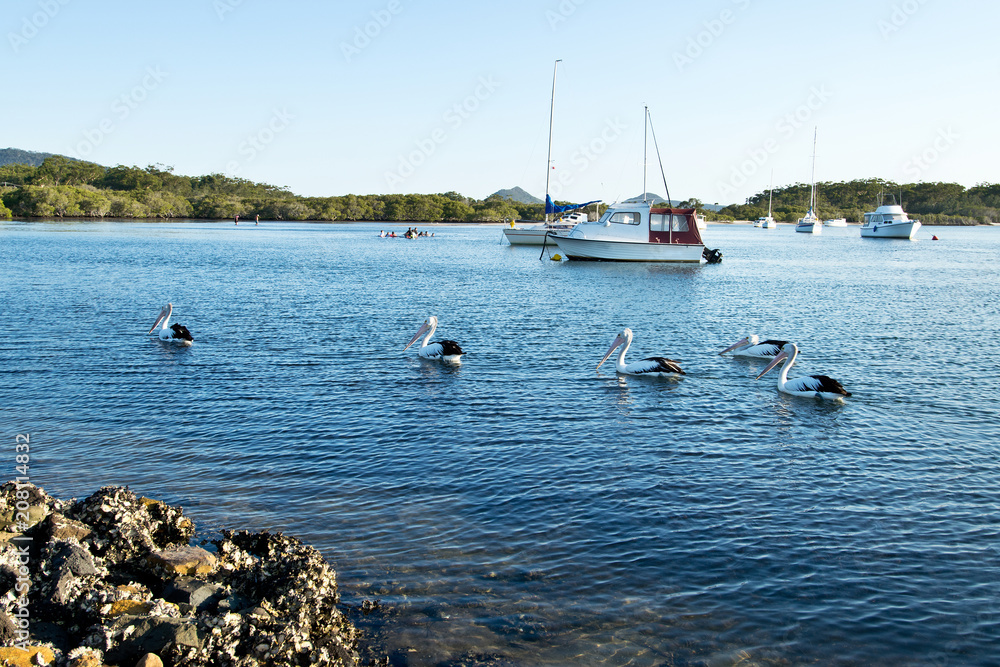 Obraz premium Pelicans and boats on Myall Lake in Australia.