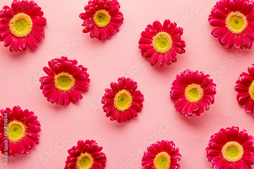 Spring flowers pattern isolated on a pink background. Gerbera daisy flower petals viewed directly from above. Top view